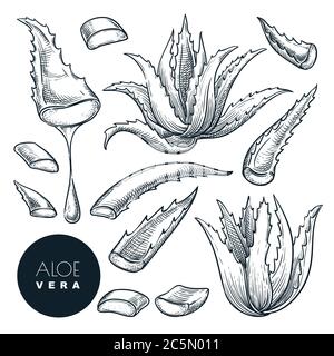 Aloe Vera Pflanze und in Scheiben geschnittene Blätter, Skizze Vektor Illustration. Natürliche pflanzliche Medizin oder Kosmetik Zutat. Handgezeichnete isolierte Designelemente Stock Vektor