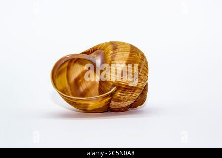 Leere Schneckenhülle vor weißem Hintergrund. Schneckenschale isoliert auf weiß Stockfoto