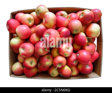 Frische Äpfel in der Pappschachtel isoliert auf weiß. Beschneidungspfad enthalten. Stockfoto