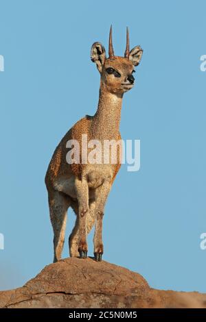 Eine kleine Klippspringerantilope (Oreotragus oreotragus), die auf einem Felsen steht, Kruger Nationalpark, Südafrika Stockfoto