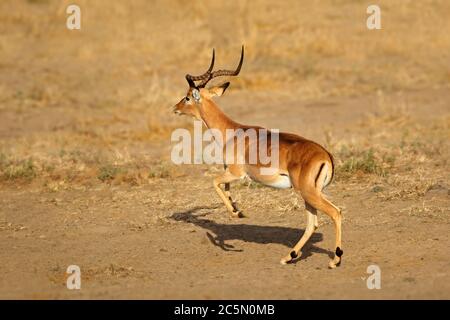 Männliche Impala-Antilope (Aepyceros melampus) beim Laufen, Kruger-Nationalpark, Südafrika Stockfoto