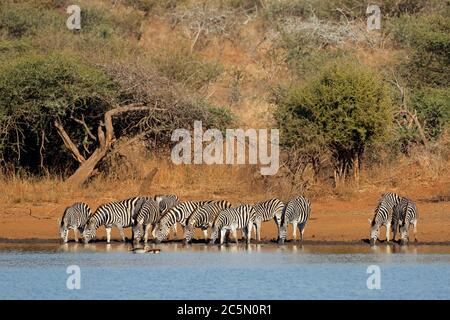 Herde von ebenen Zebras (Equus burchelli) Trinkwasser, Krüger Nationalpark, Südafrika Stockfoto