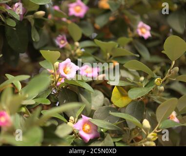 Rosa Blüten von Lagunaria patersonia, Pyramidenbaum Stockfoto