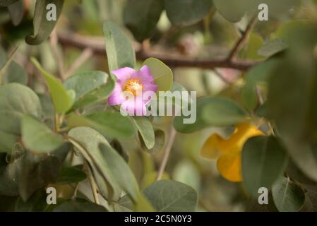 Rosa Blüten von Lagunaria patersonia, Pyramidenbaum Stockfoto