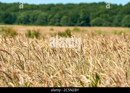 Blick auf ein goldenes Kornfeld in hellen Sommersonne mit Fokus auf die Korn und Bokeh Hintergrund Stockfoto