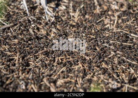 Viele Ameisen aus der Nähe. Eine riesige Armee von Ameisen baut einen Ameisenhügel auf dem Feld. Stockfoto