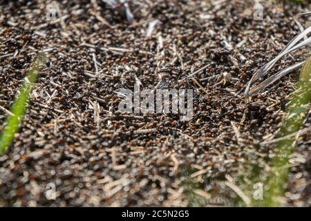 Viele Ameisen aus der Nähe. Eine riesige Armee von Ameisen baut einen Ameisenhügel auf dem Feld. Stockfoto