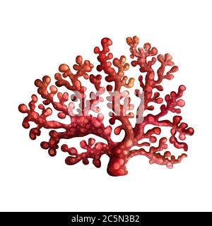 Korallenriff auf weißem Hintergrund. Vektorgrafik. EPS 10. Stock Vektor