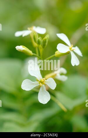 Raphanus sativus. Blumen einer geschraubten Rettichpflanze in einem englischen potager-Garten. GROSSBRITANNIEN Stockfoto