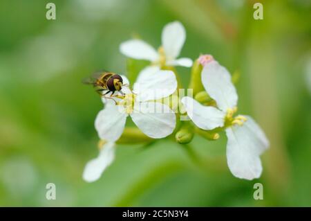 Schwebefliege, die sich auf den Blütenpollen einer verschraubten Rettichpflanze in einem englischen Garten ernährt. Syrphus ribesi über Raphanus sativus. Stockfoto