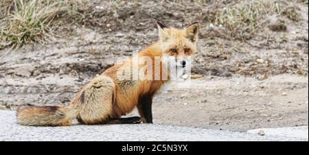 Ein wilder Rotfuchs sitzt an den Sanddünen am Straßenrand an den Stränden von Fire Island. Stockfoto