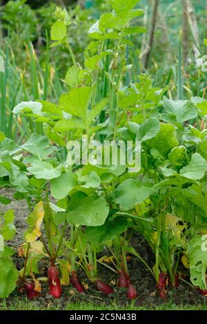 Raphanus sativus 'French Breakfast'. Rettich Pflanzen gehen zu Samen, oder verschraubt, in einem englischen potager Garten. Stockfoto