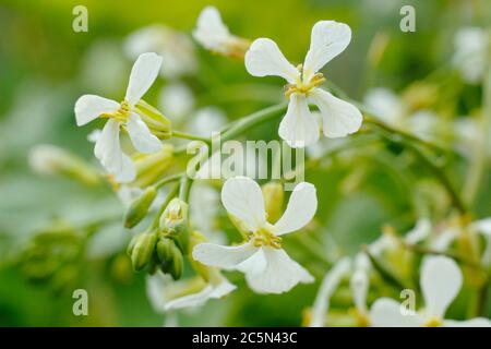 Raphanus sativus. Blumen einer geschraubten Rettichpflanze in einem englischen potager-Garten. GROSSBRITANNIEN Stockfoto