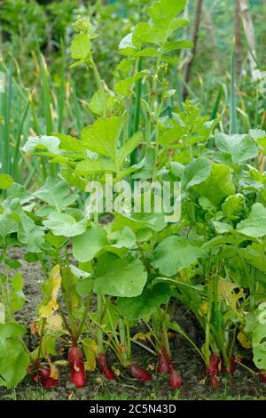 Raphanus sativus 'French Breakfast'. Rettich Pflanzen gehen zu Samen, oder verschraubt, in einem englischen potager Garten. Stockfoto