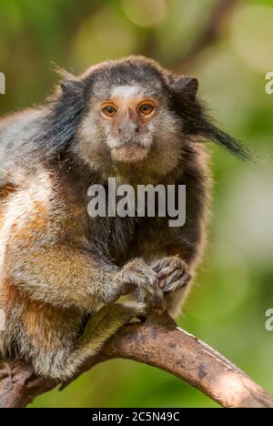 Schwarzgetuftes Murmeltier - Callithrix penicillata, Portrait eines schönen kleinen schüchternen Primaten aus südamerikanischen Wäldern, Brasilien. Stockfoto