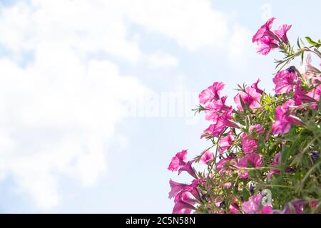 Floraler Hintergrund blühender Petunien. Eine rosa Petunia Blumen auf sonnigen blauen Himmel Hintergrund mit Kopieplatz für Text. Blume in einem Topf auf der Straße Stockfoto