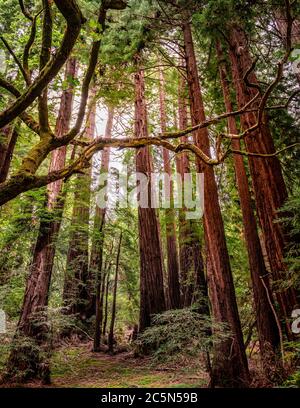 Sonnenstrahlen durch Redwood Wald. Muir Woods National Monument, Mount Tamalpais im Südwesten von Marin County, Kalifornien, USA. Stockfoto