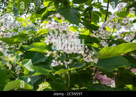 Weiße Blüten im Blatt des Catalpa-Baumes. Schöne Blumen auf einer blühenden Catalpa Stockfoto