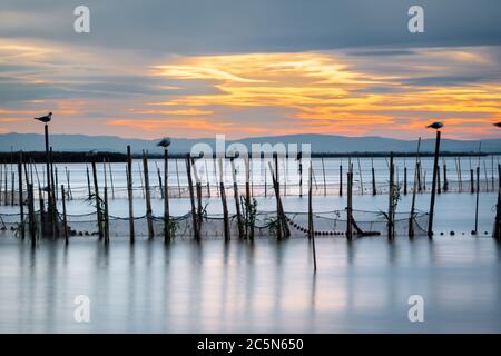 Silhouette von Vögeln auf Pole in der Abenddämmerung stehend in der Albufera in Valencia, eine Süßwasser-Lagune und die Mündung im Osten von Spanien. Lange Belichtung. Stockfoto