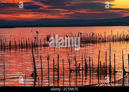 Silhouette von Vögeln, die in der Abenddämmerung auf Stangen stehen, in der Albufera in Valencia, einer Süßwasserlagune und Mündung in Ostspanien. Stockfoto