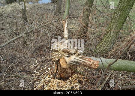 Baum in einem Feld, das von Bibern geschnitten wurde. Wilde Natur. Feder. Stockfoto