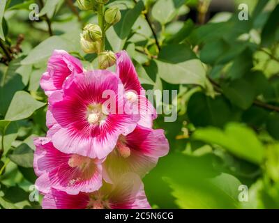 Alcea setosa oder borstig hollyhock Zierpflanze auf grün verschwommenem Hintergrund. Stockfoto