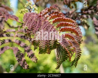 Nahaufnahme mit dem Laub von Albizia julibrissin 'Summer Chocolate Tree Stockfoto