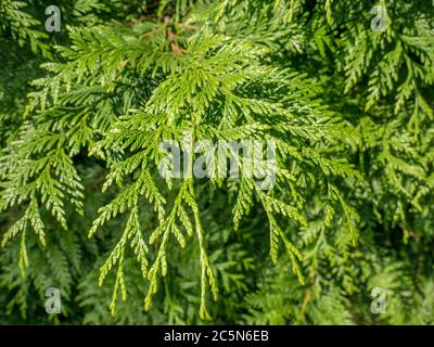 Nahaufnahme mit Brabches eines Juniperus horizontalis (kriechender Wacholder oder kriechender Zeder) Stockfoto