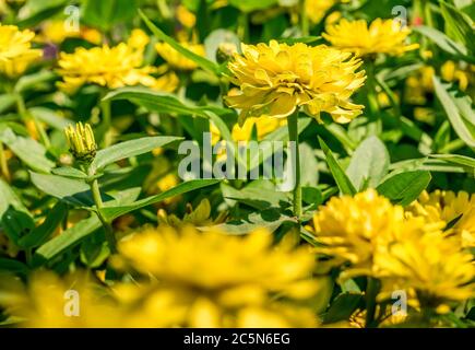 Gelbe Zinnia elegans oder gewöhnliche Zinnia blüht auf dem Feld. Frühlingsblumen Landschaft. Stockfoto