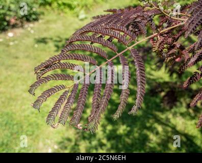 Nahaufnahme mit dem Laub von Albizia julibrissin 'Summer Chocolate Tree Stockfoto