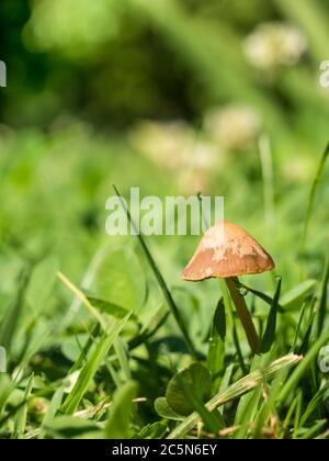 Einzelner isolierter kleiner Pilz, der zwischen den Blättern des grünen Grases wächst Stockfoto