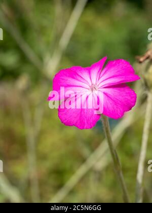 Nahaufnahme Detail mit einer einzelnen isolierten Silene coronaria, die Rose campion Blume auf verschwommenem grünem Hintergrund. Stockfoto