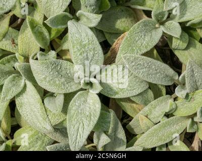 Schöne Laub Lamb's Ohr (Stachys byzantina Silberteppich) Pflanze. Stockfoto