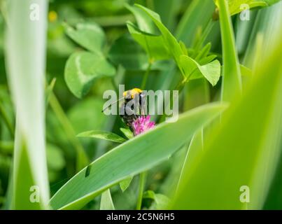 Eine Hummel bestäubt eine rosa Blume mit glatten unscharfen Hintergrund Stockfoto