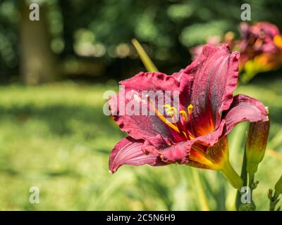 Nahaufnahme mit Hemerocallis Daylilienblume oder Cinderella's Dark Side mit grün verschwommenem Hintergrund. Stockfoto