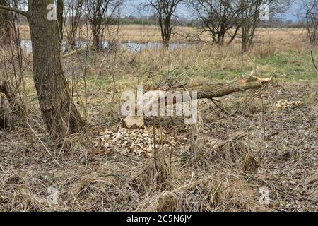 Baum in einem Feld, das von Bibern geschnitten wurde. Wilde Natur. Feder. Stockfoto