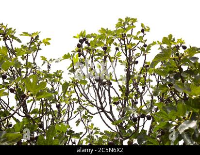 Landwirtschaft auf Gran Canaria - Feigenbaum Zweige voll von reifen und reifenden Früchten Stockfoto