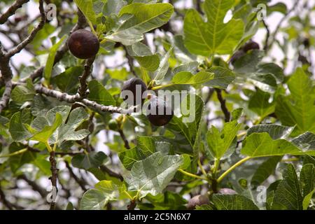 Landwirtschaft auf Gran Canaria - Feigenbaum Zweige voll von reifen und reifenden Früchten Stockfoto