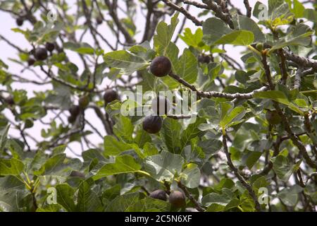 Landwirtschaft auf Gran Canaria - Feigenbaum Zweige voll von reifen und reifenden Früchten Stockfoto