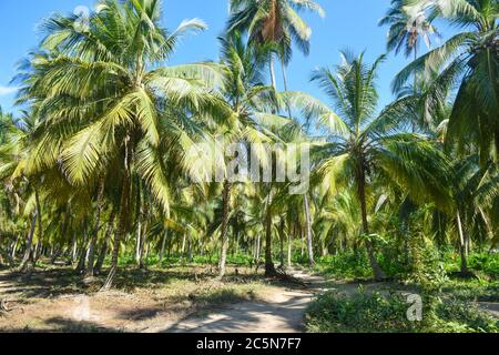 Palmen des Tayrona National Park, Kolumbien Stockfoto