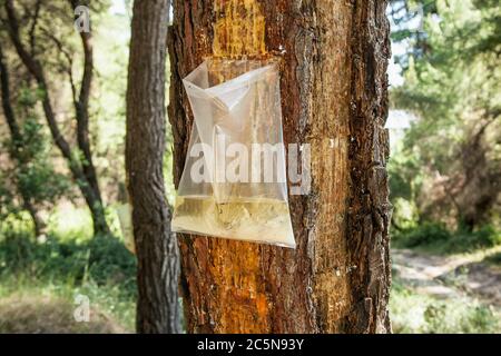 Sammeln von Pinienharz von einem Baum auf der Insel Evia. Evia, Griechenland. Kiefernharz ist ein Schlüsselaroma in Retsina, dem traditionellen griechischen Weinstil. Stockfoto