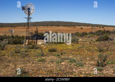 Windmühle in einem Feld gefüllt mit Wildblumen im Frühling im Namaqua Nationalpark von Südafrika Stockfoto