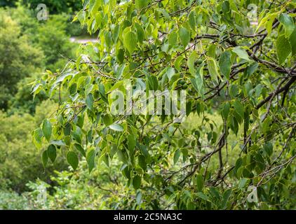 Blätter und Früchte der europäischen Brennnessel (Celtis australis) Stockfoto