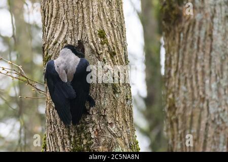 Selektiver Fokus auf Foto. Krähenvögel mit Kapuze, Corvus cornix in der Nähe von Eichhörnchen zu Hause. Stockfoto