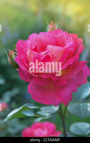 Schöne rote Rose. Kombination von Zitronengelb zu rot. Schöne zweifarbige Blume Rose Pfauenauge Stockfoto