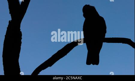 Eine Silhouette eines GALAH oder Rosenbrauen Cockatoo auf einem Baum Stockfoto