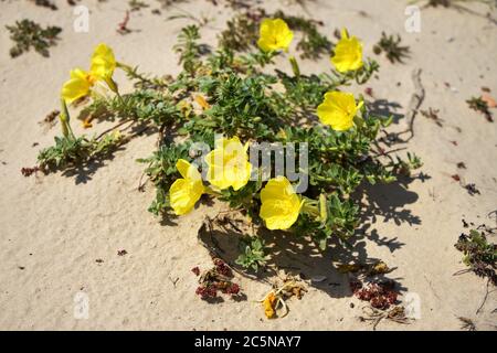 Oenothera drummondii, Strand Abend-Primrose Blume mit Blättern auf einem Sandstrand. Römischer Aquädukt Strand Caesarea Maritima, Israel Stockfoto