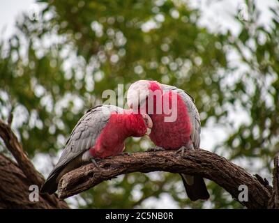 Ein bezahlter der Paarung Galahs - Eolophus roseicapilla Stockfoto