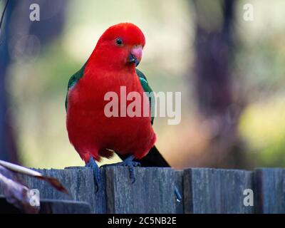 Ein herrlicher Königsparrot - Alisterus scapularis Stockfoto