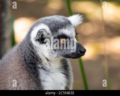 A Ring tailed Lemur Portrait - Lemur catta Stockfoto